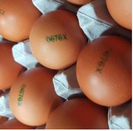 ▲피프로닐 대사산물 초과 검출 계란(사진=식약처 제공)