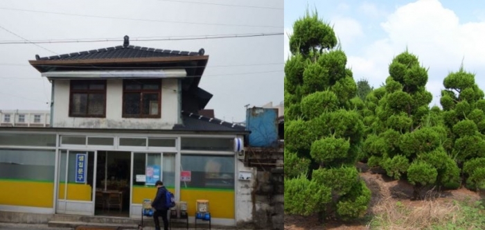 ▲등록문화재 제718 -1호로  지정된 목포 번화로 ‘일본식가옥-1(왼쪽)과 가이즈카 향나무’ⓒ