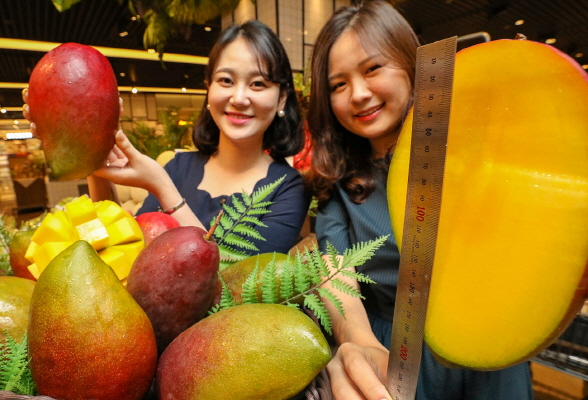 ▲11일 오전 현대백화점 무역센터점 지하 1층 현대식품관에서 직원들이 한정수량으로 선보이는 '흑망고'를 소개하고 있다. ⓒ현대백화점