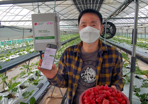 ▲스마트팜 서비스가 설치된 속초시 한 딸기 농가에서 농장주가 스마트폰의 원격관제 화면을 보여주는 모습. ⓒLG유플러스