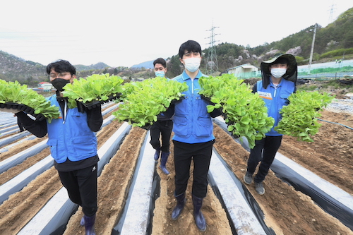 ▲잎담배 농가 일손 돕기 봉사활동 사진 ⓒ KT&G