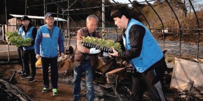 ▲KT&G 직원들의 잎담배 수확 봉사활동. ⓒKT&G