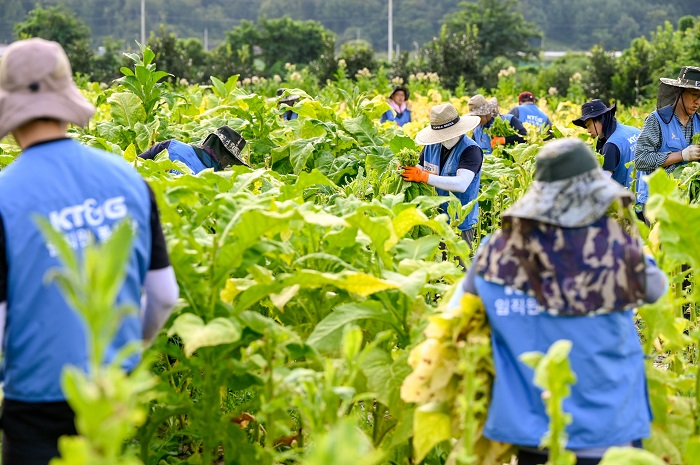 ▲KT&G 임직원들이 지난 5일 경북 문경시 가은읍에 위치한 잎담배 농가를 방문해 수확 봉사를 진행했다.  ⓒKT&G