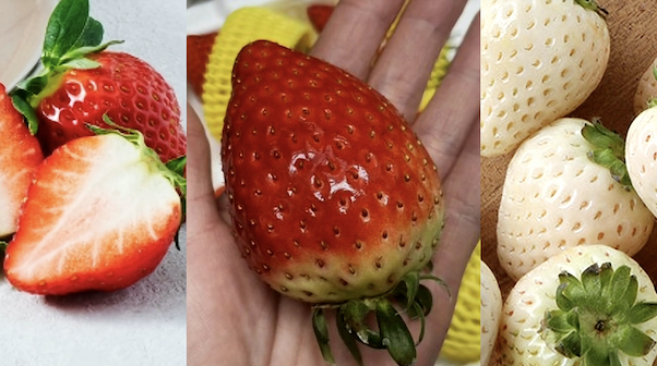 ▲다양한 신품종 딸기가 인기다. 사진 왼쪽부터 설향 딸기, 킹스베리 딸기, 화이트베리 딸기. ⓒSNS캡처.