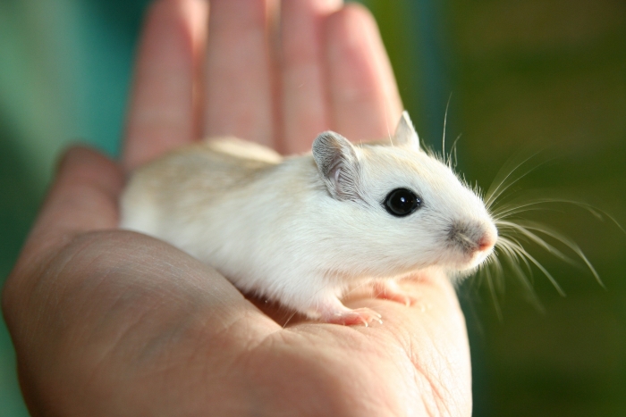 ▲동물실험에서 암컷 쥐는 호르몬 때문에 배제되어 왔다ⓒ픽사베이