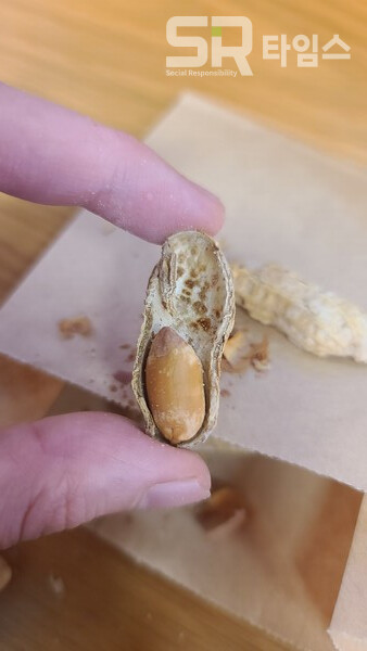 ▲땅콩. ⓒ박현주 기자