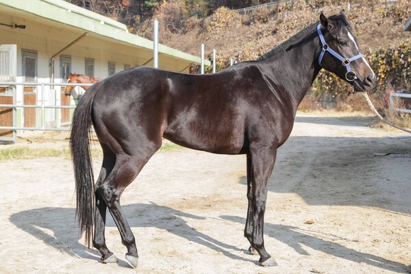 ▲오는 15일 과천시 렛츠런파크 서울에서 열리는 '제16회 경기도지사배 경주대회'에 참가하는 '라온자이언트'. ⓒ한국마사회