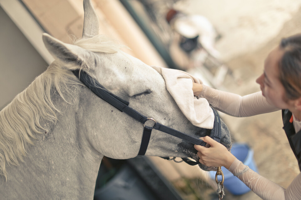 ▲한국마사회가 이달 마지막주 3일을 ‘경주마 복지주간’으로 지정하고 27~29일 다양한 행사를 연다. ⓒ한국마사회