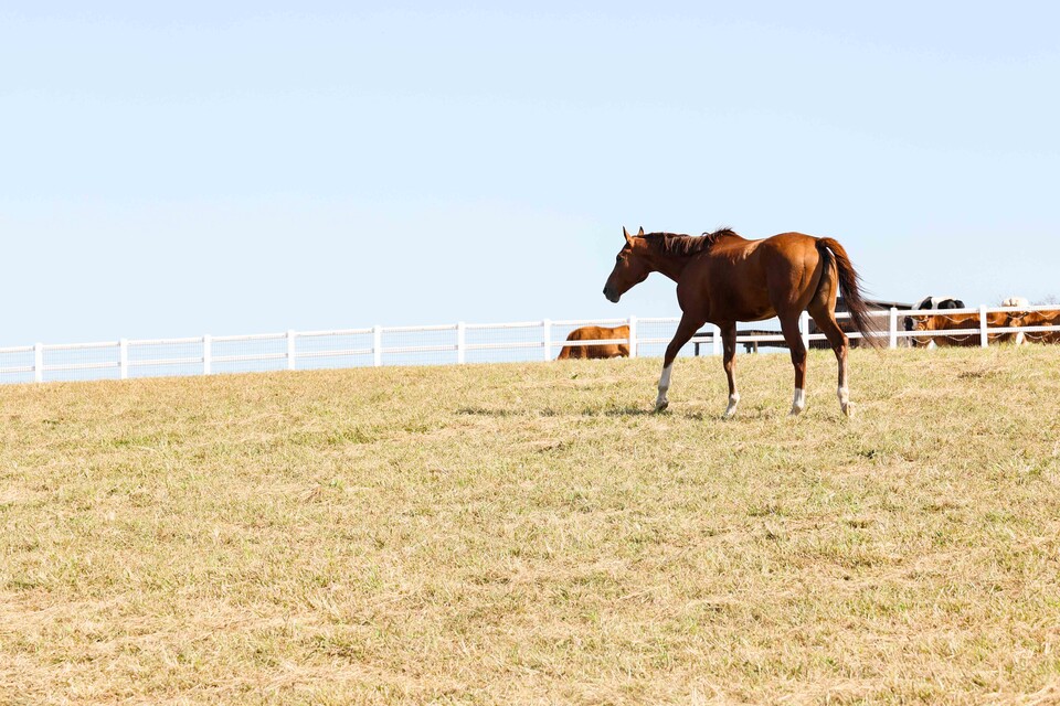 ▲안성팜랜드에 자리한 명예경주마 청담도끼. ⓒ한국마사회