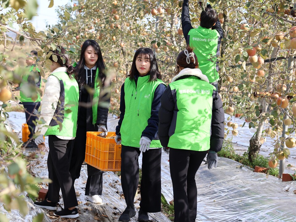 ▲LX인터내셔널과 LX판토스 임직원들이 광화문 원팀 봉사단과 함께 지난 8일 수확기를 맞은 솔티사과농원(경기도 화성 소재)을 찾아 부족한 일손을 돕고 있다. ⓒLX그룹