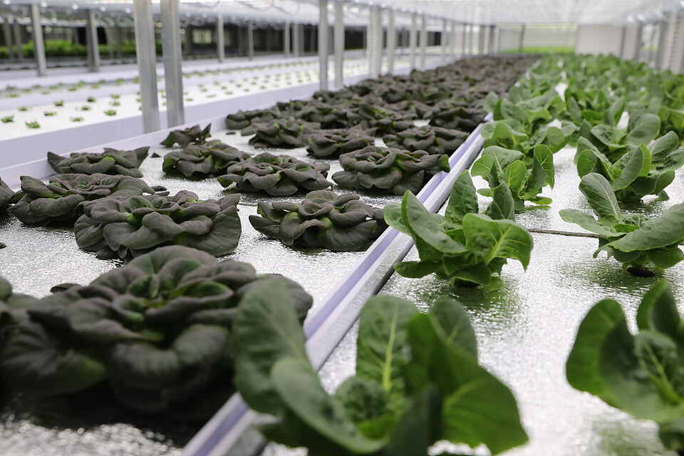 ▲롯데정보통신 스마트팜 플랫폼 ‘도시의 푸른농장’의 테스트베드. ⓒ롯데정보통신