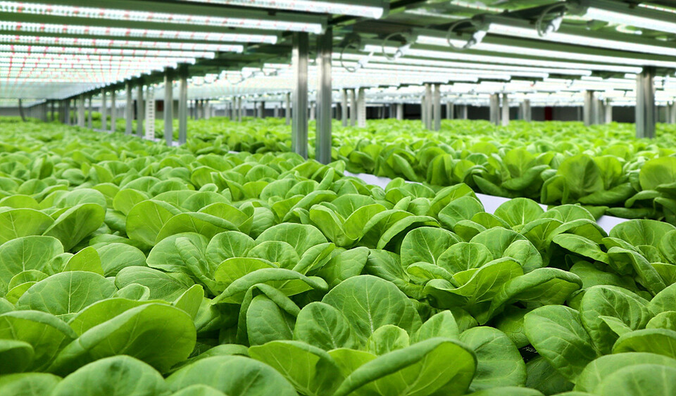 ▲롯데정보통신 스마트팜 플랫폼 ‘도시의 푸른농장’의 테스트베드. ⓒ롯데정보통신