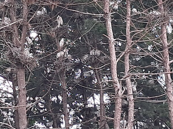 ▲청주 테크노폴리스 개발 내 송절동 일대 백로류 서식지 모습 ⓒ서중권 기자