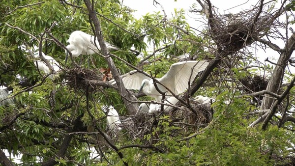 ▲백로류의 짝짓기 및 포란 장면 ⓒ시민제공