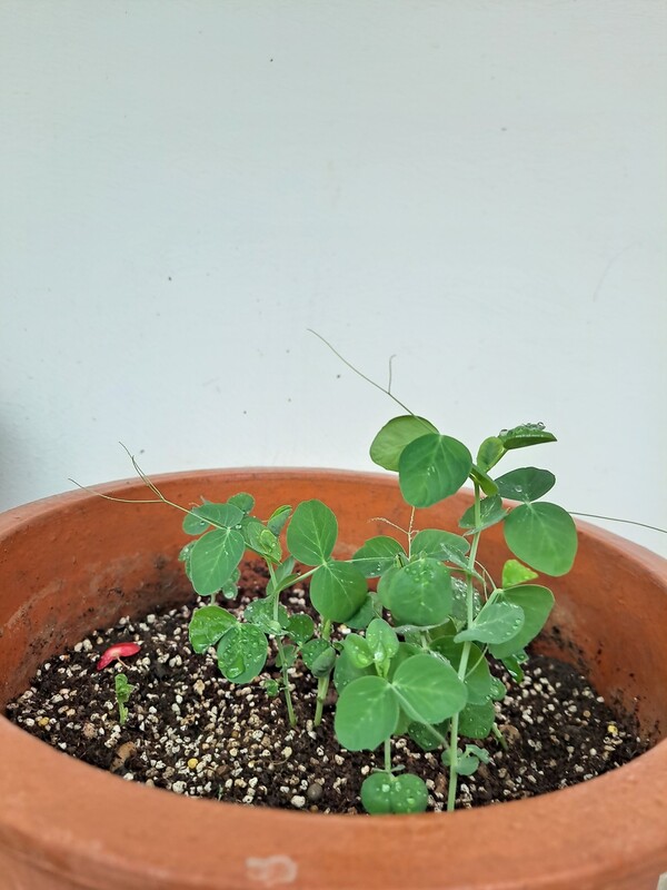 ▲완두콩 향일성ⓒ오승건