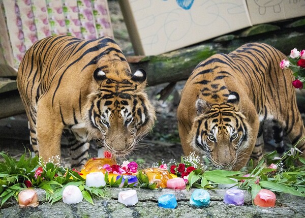 ▲에버랜드 사파리월드 호랑이들이 인리치먼트 활동을 하고 있다. ⓒ삼성물산