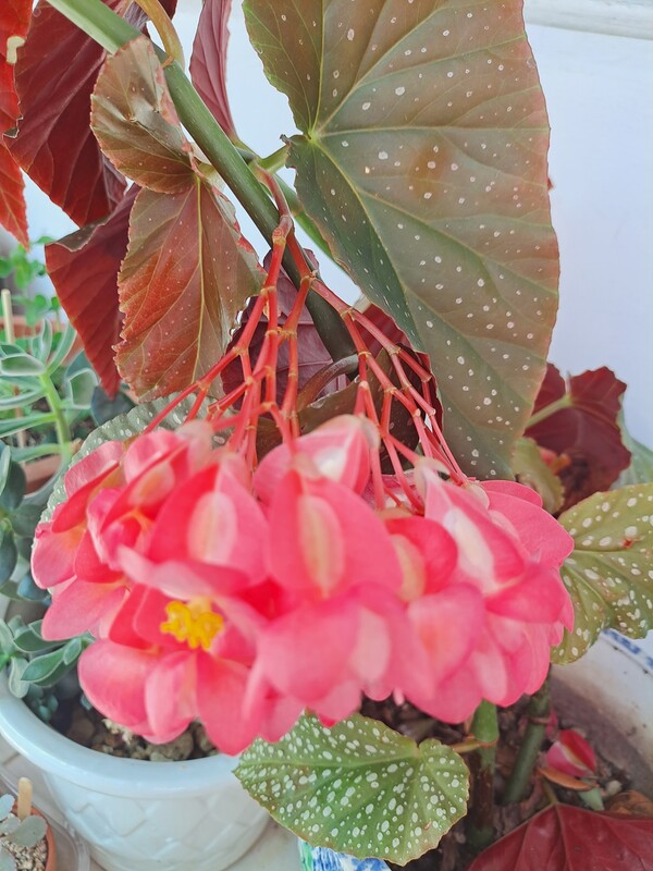 ▲베고니아 ⓒ오승건