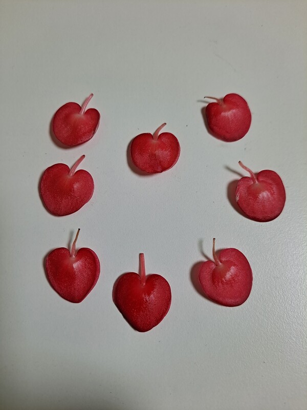 ▲베고니아 ⓒ오승건