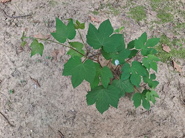 ▲포도나무똥ⓒ오승건