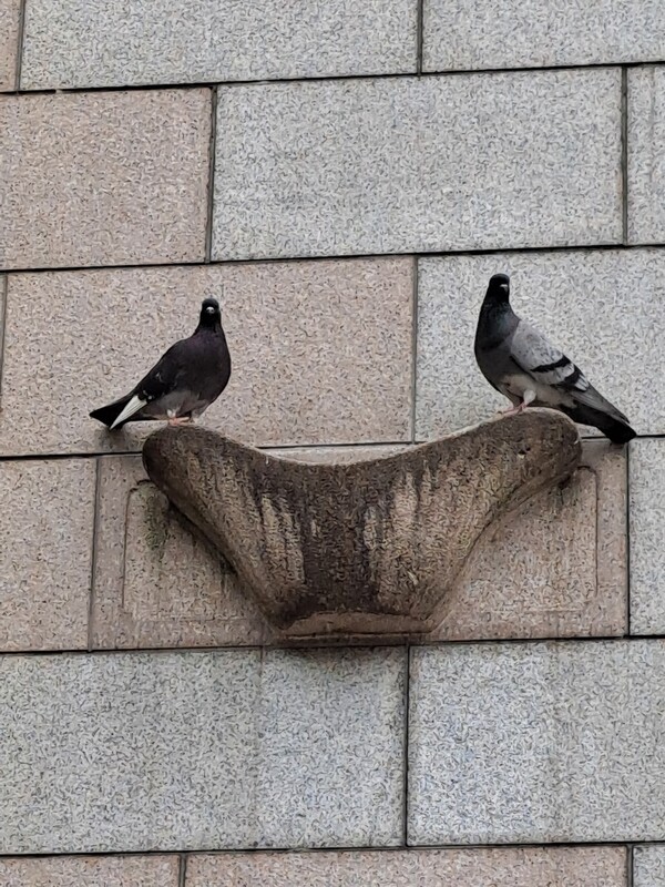 ▲비둘기ⓒ오승건