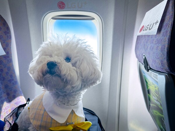 ▲반려견이 포동 전용기에 탑승한 모습. ⓒLG유플러스