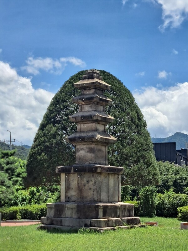 ▲박물관 백송ⓒ오승건