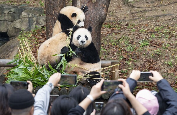 ▲루이바오(위), 후이바오(가운데), 아이바오(아래). ⓒ에버랜드