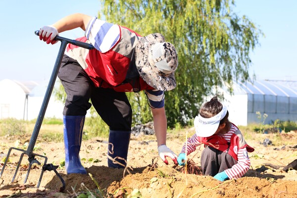 ▲롯데건설 샤롯데 봉사단이 고구마를 수확하고 있다. ⓒ롯데건설