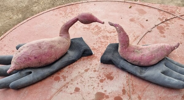 ▲핑크스완ⓒ오승건