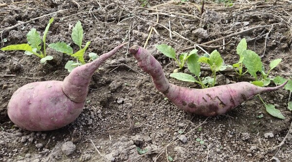 ▲오리구마ⓒ오승건