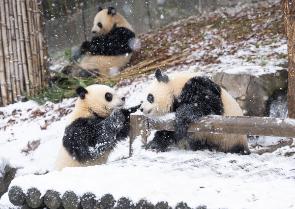 ▲에버랜드 쌍둥이 아기 판다 후이와 루이가 엄마 아이바오와 함께 첫눈을 만끽하는 모습. ⓒ삼성물산
