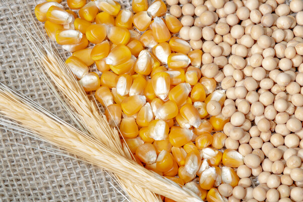 ▲밀·대두. ⓒ어도비스톡