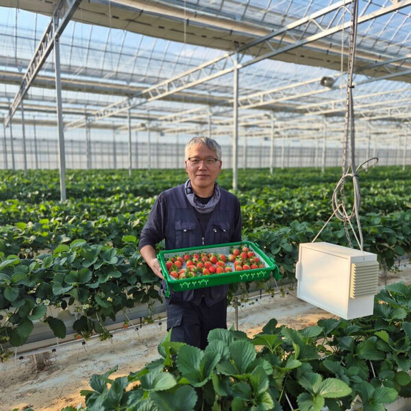 ▲전남 영암군 군서면 딸기 농가. ⓒ쿠팡