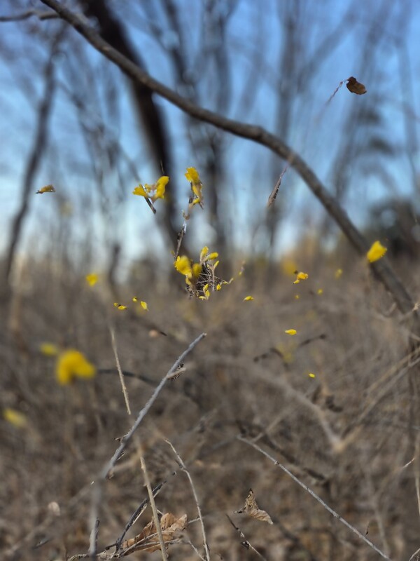 ▲겨울 개나리ⓒ오승건