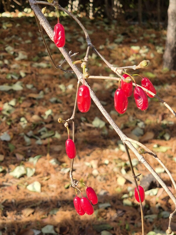 ▲산수유ⓒ오승건