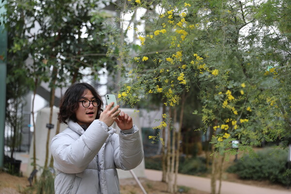 ▲최근 강추위가 계속되고 있는 가운데 봄을 알리는 아카시아 꽃이 개화해 눈길을 끌고 있다. ⓒ한국정원관리원