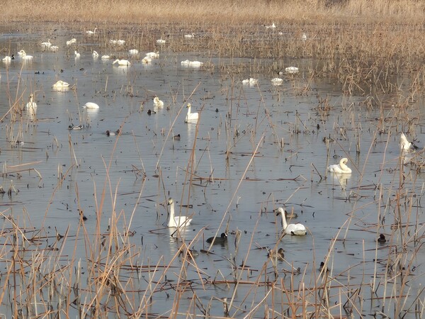 ▲가남지 큰고니ⓒ오승건