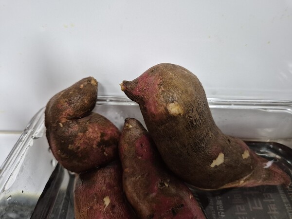 ▲수달 가족ⓒ오승건