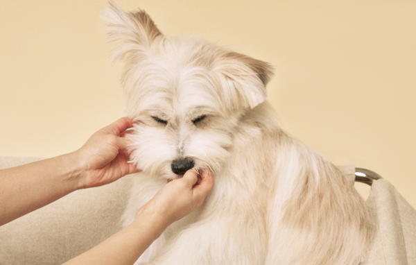 ▲프리미엄 펫 브랜드 벳플 관련 이미지. ⓒ동아제약