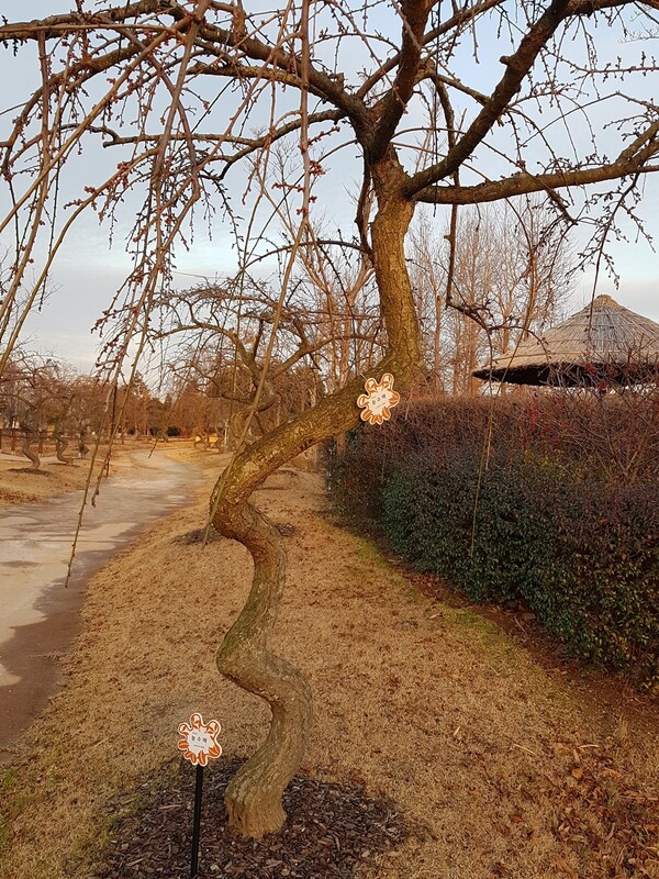 ▲능수매-댄싱우드ⓒ오승건