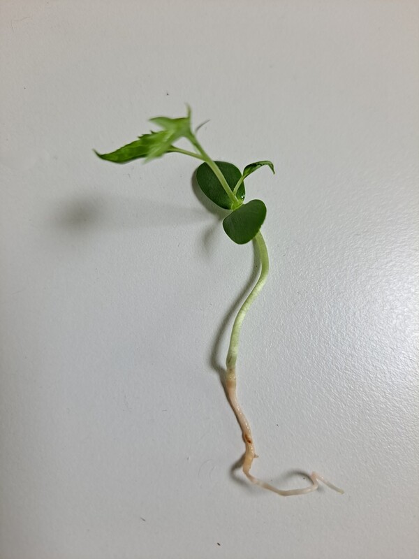 ▲사과 씨 춤ⓒ오승건