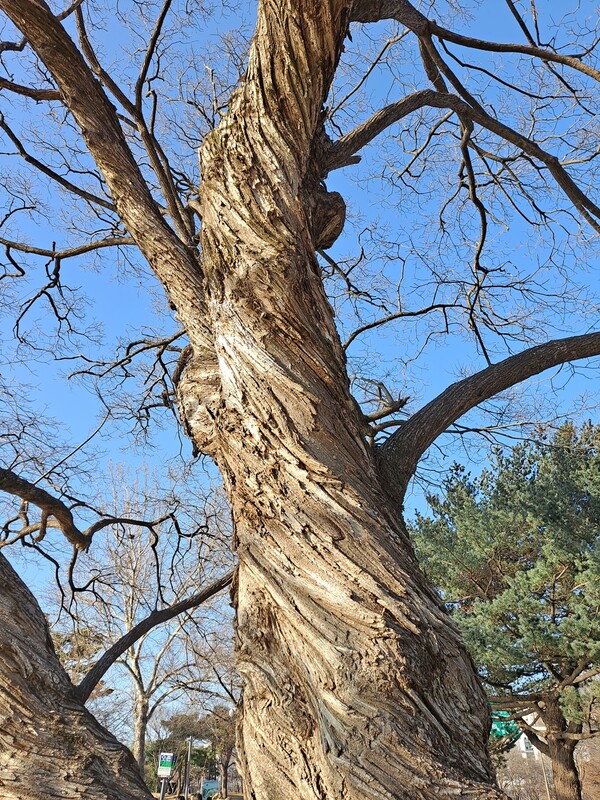 ▲왕버들비틀즈ⓒ오승건