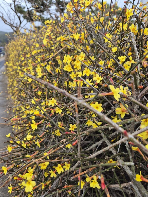 ▲영춘화ⓒ오승건