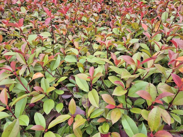 ▲홍가시나무ⓒ오승건