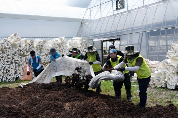 ▲최동하 수석부행장을 비롯한 농협은행 임직원들이 22일 충남 홍성군의 피해농가를 찾아 수해복구를 하고 있다. ⓒ농협은행