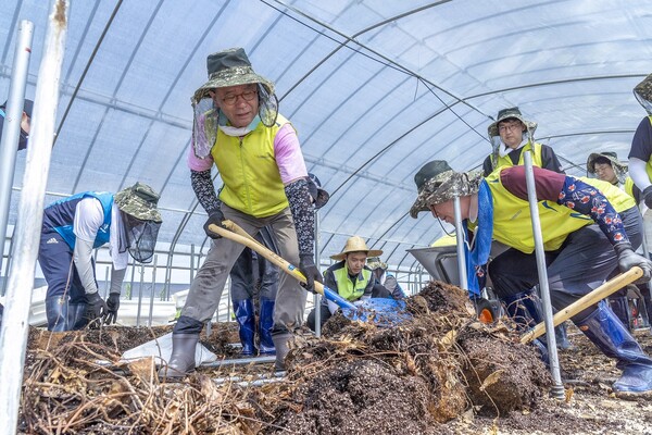 ▲24일 충남 홍성군 금마면에서 이찬우 농협금융지주 회장과 직원 봉사단이 딸기 농가의 토사 제거 작업을 하고 있다. ⓒ농협금융