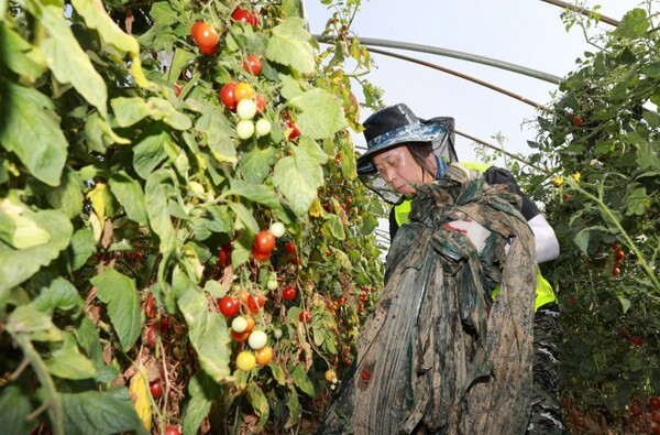 ▲NH투자증권은 7월 호우로 인해 큰 피해를 입은 충청남도 예산군 소재 시설재배 농가를 방문해 농촌일손돕기 봉사활동을 진행했다고 29일 밝혔다.  ⓒ NH투자증권