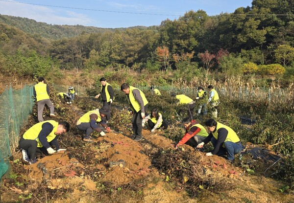 ▲NH농협생명, 수확철 농촌일손돕기 실시. ⓒNH농협생명